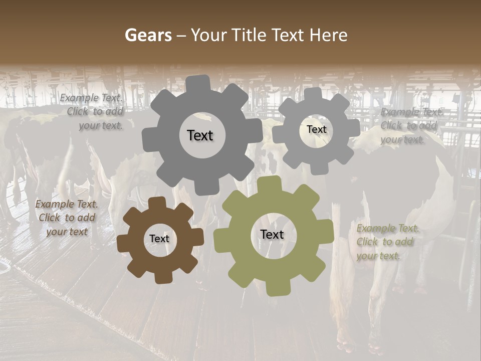 Cows In A Farm 1 PowerPoint Template