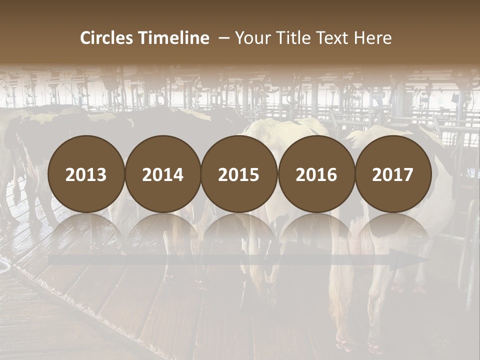 Cows In A Farm 1 PowerPoint Template