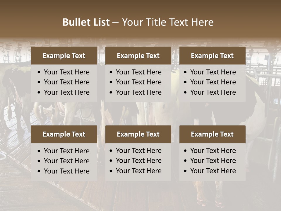 Cows In A Farm 1 PowerPoint Template