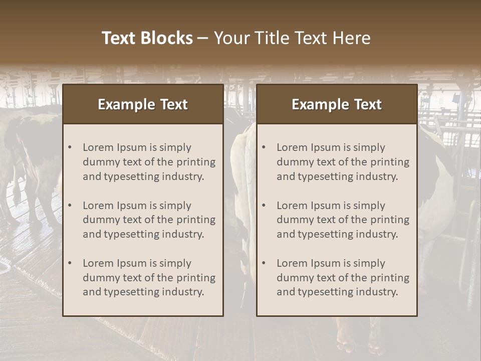 Cows In A Farm 1 PowerPoint Template