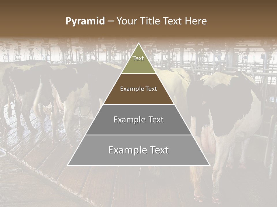 Cows In A Farm 1 PowerPoint Template