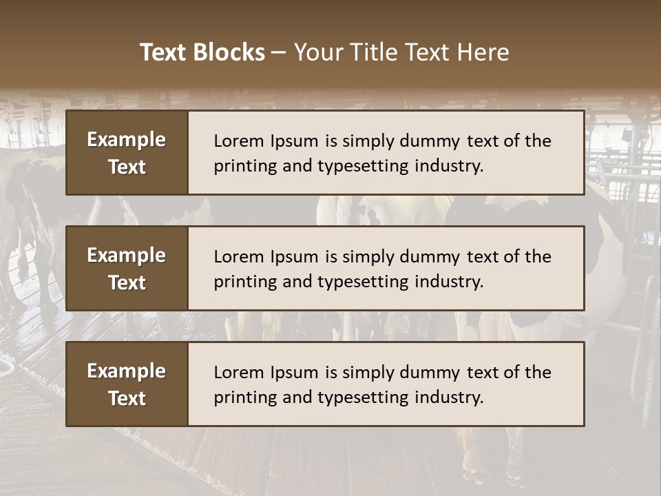 Cows In A Farm 1 PowerPoint Template