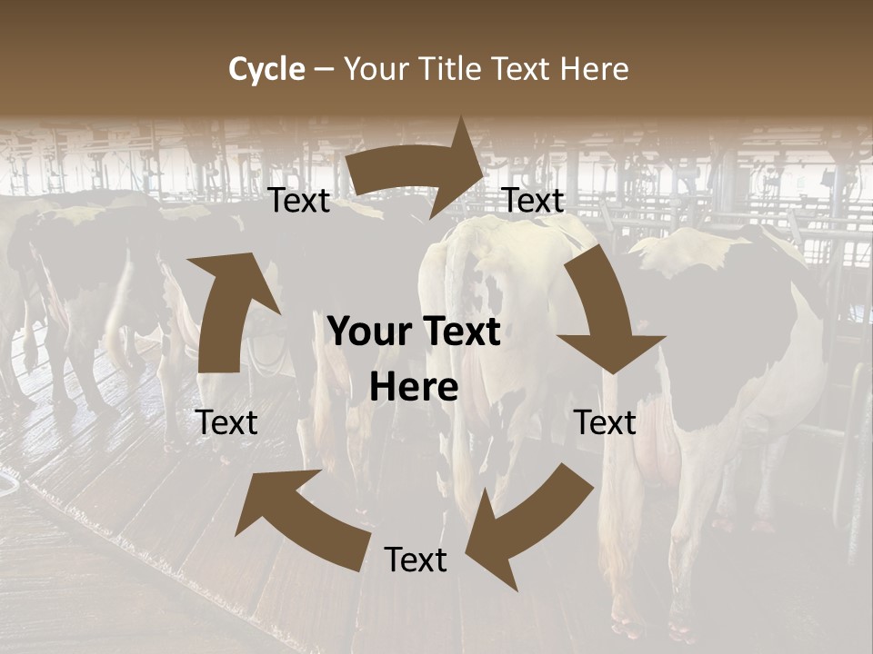 Cows In A Farm 1 PowerPoint Template