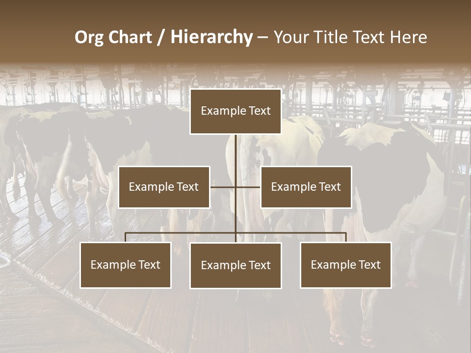 Cows In A Farm 1 PowerPoint Template