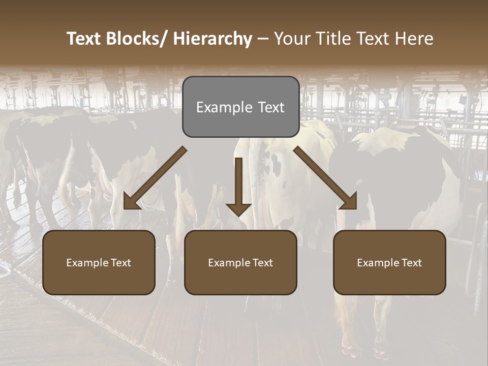 Cows In A Farm 1 PowerPoint Template