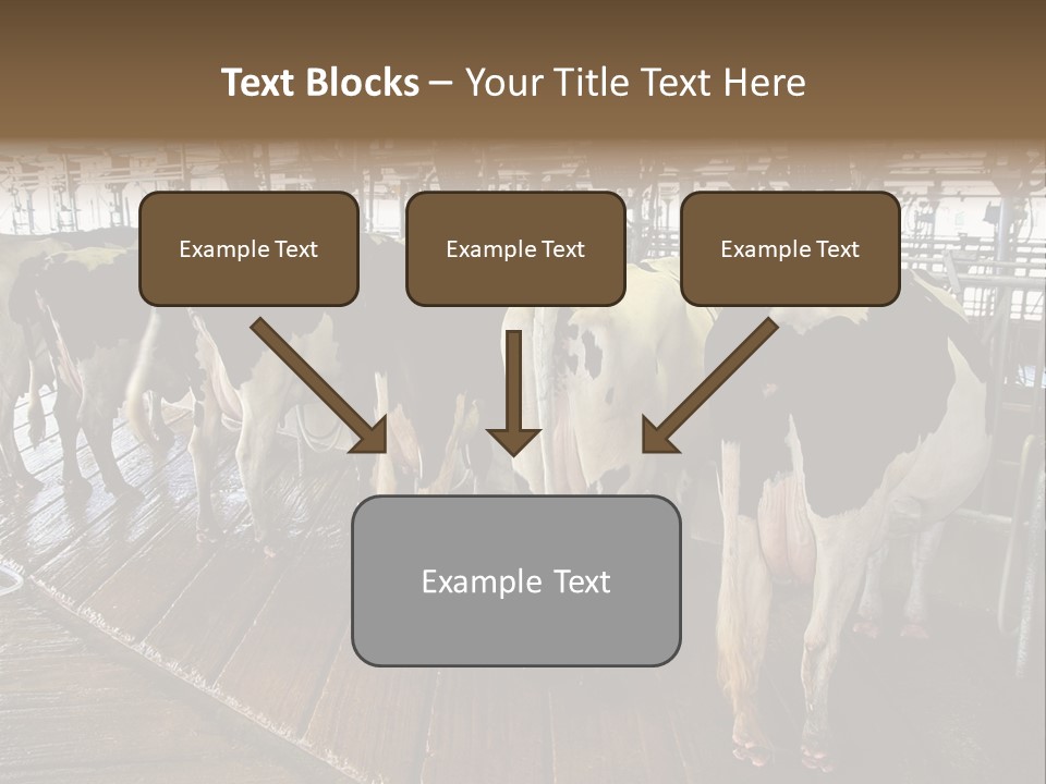 Cows In A Farm 1 PowerPoint Template