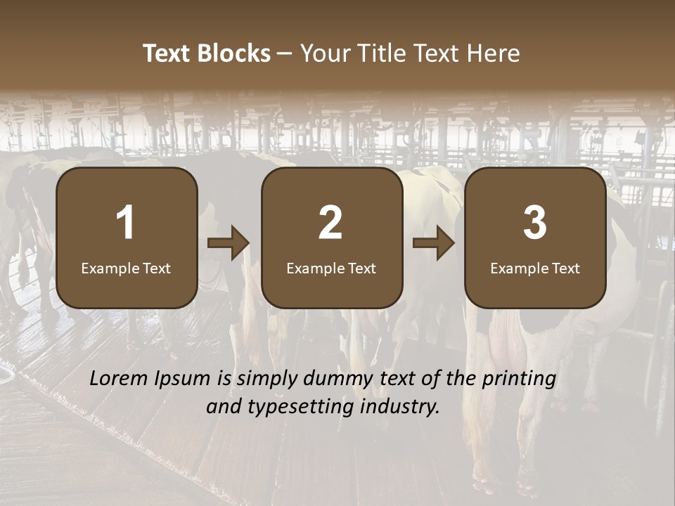 Cows In A Farm 1 PowerPoint Template