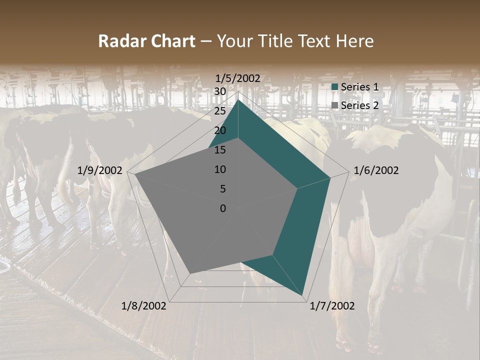 Cows In A Farm 1 PowerPoint Template