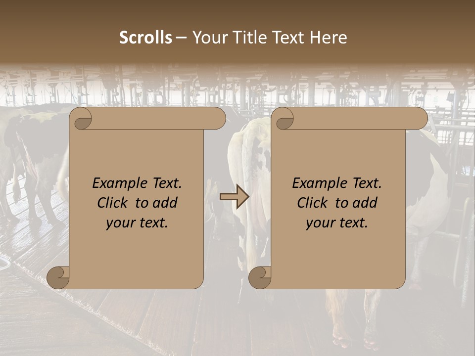 Cows In A Farm 1 PowerPoint Template