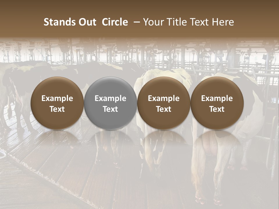 Cows In A Farm 1 PowerPoint Template