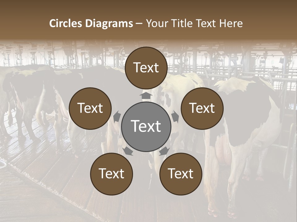 Cows In A Farm 1 PowerPoint Template