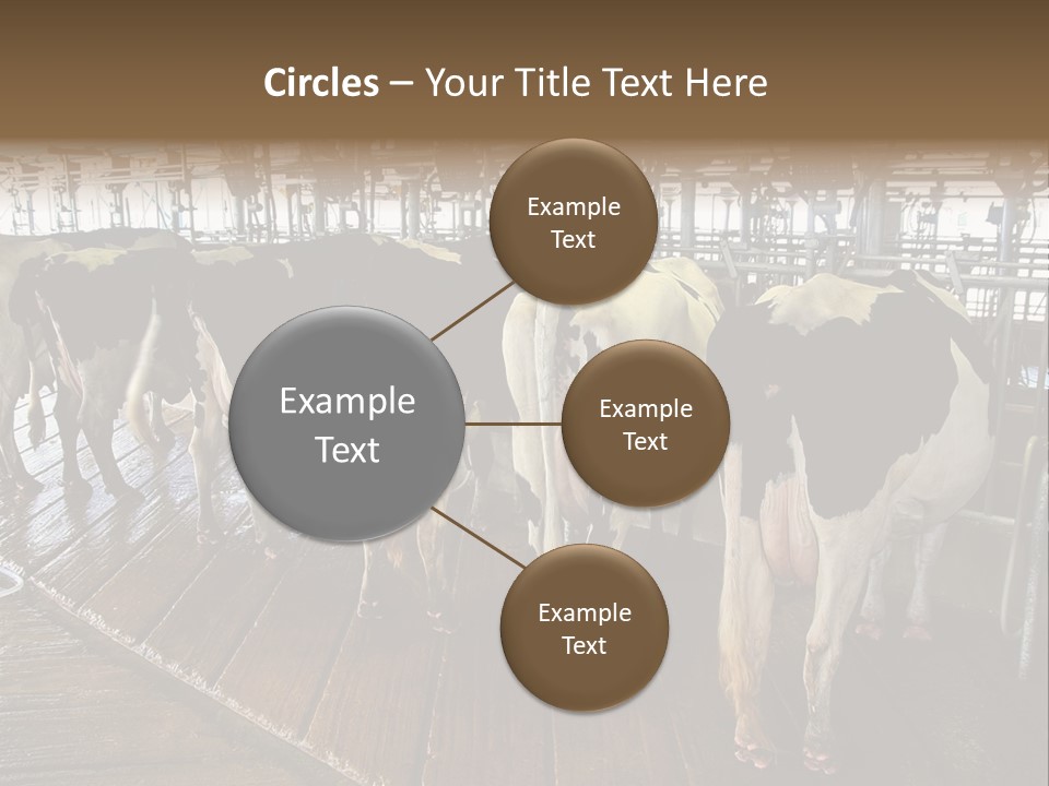 Cows In A Farm 1 PowerPoint Template