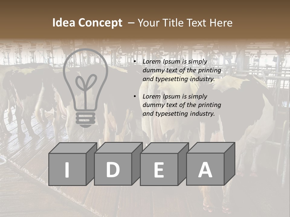 Cows In A Farm 1 PowerPoint Template