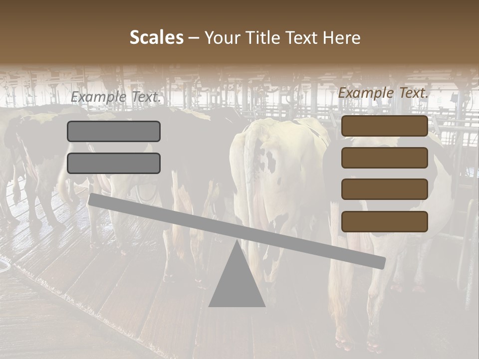Cows In A Farm 1 PowerPoint Template