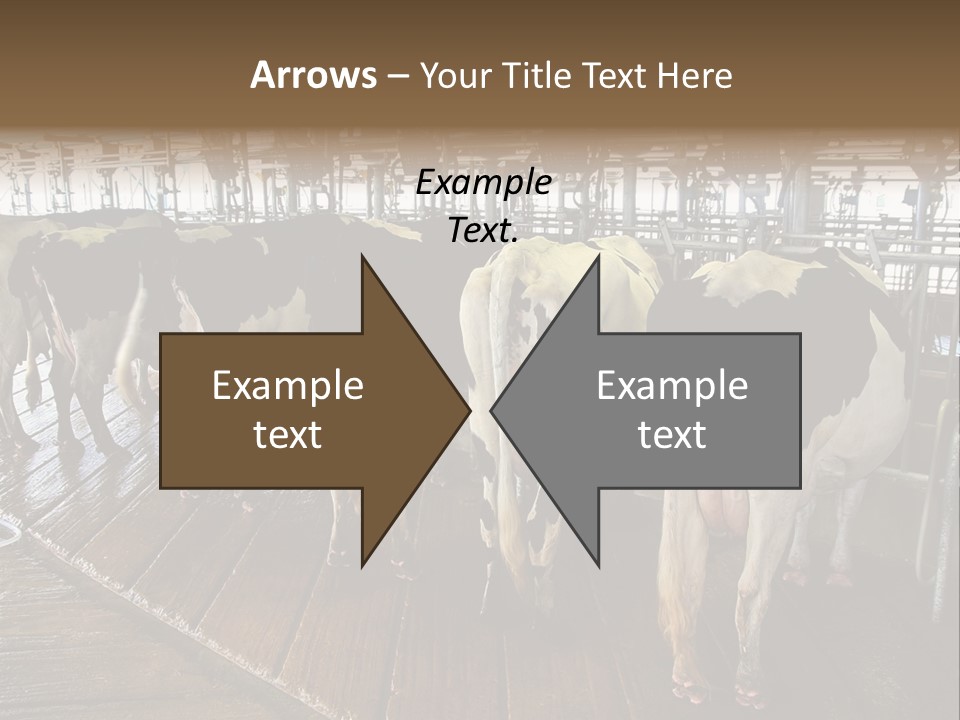 Cows In A Farm 1 PowerPoint Template