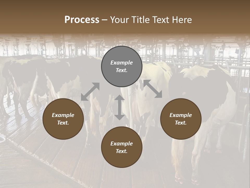 Cows In A Farm 1 PowerPoint Template