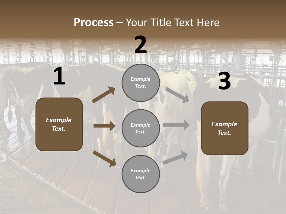 Cows In A Farm 1 PowerPoint Template