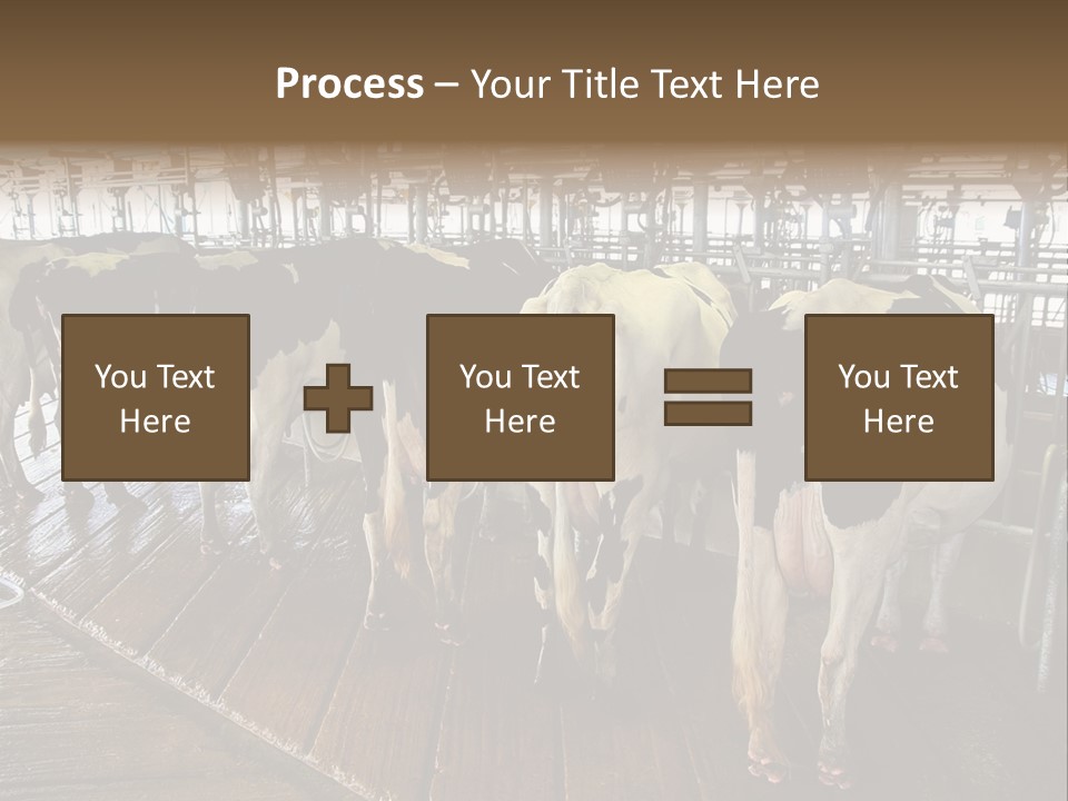 Cows In A Farm 1 PowerPoint Template