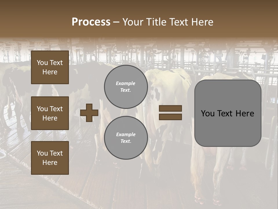 Cows In A Farm 1 PowerPoint Template