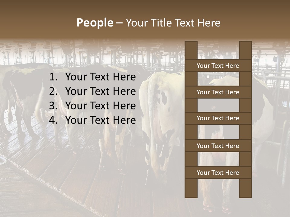 Cows In A Farm 1 PowerPoint Template