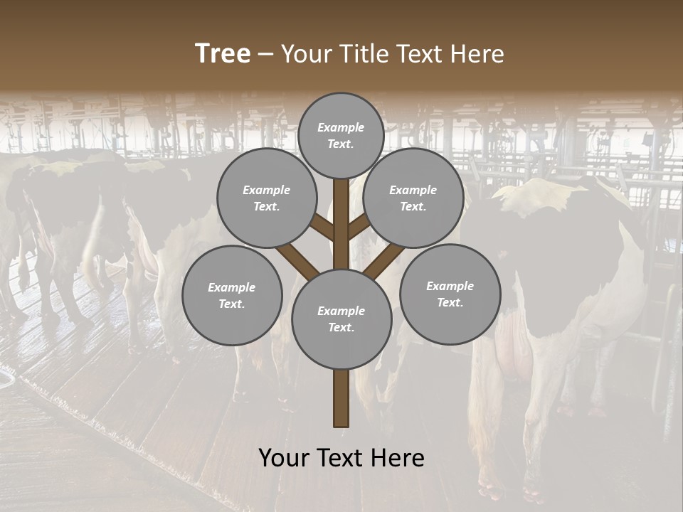 Cows In A Farm 1 PowerPoint Template