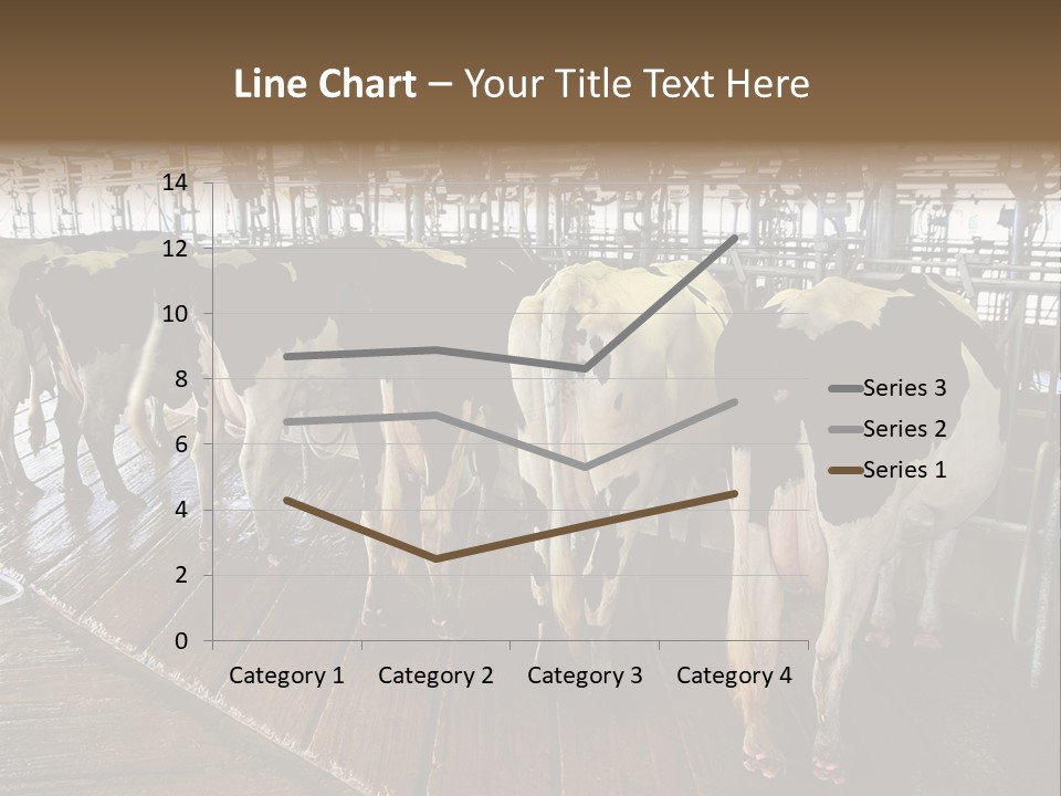 Cows In A Farm 1 PowerPoint Template