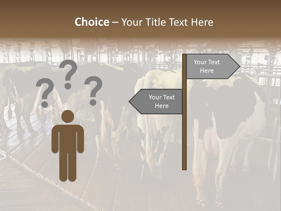 Cows In A Farm 1 PowerPoint Template