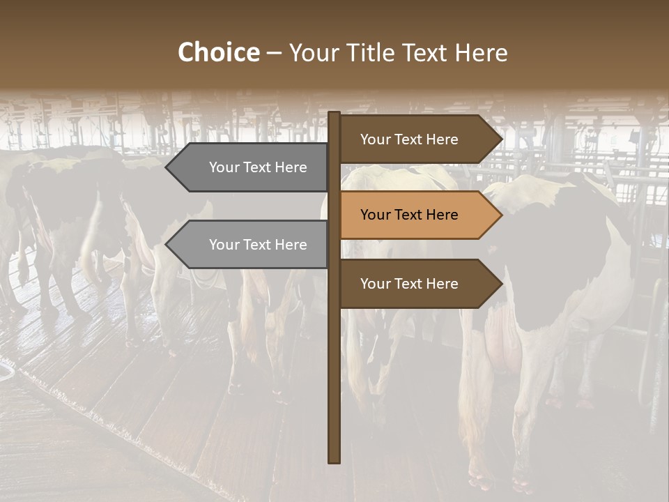 Cows In A Farm 1 PowerPoint Template