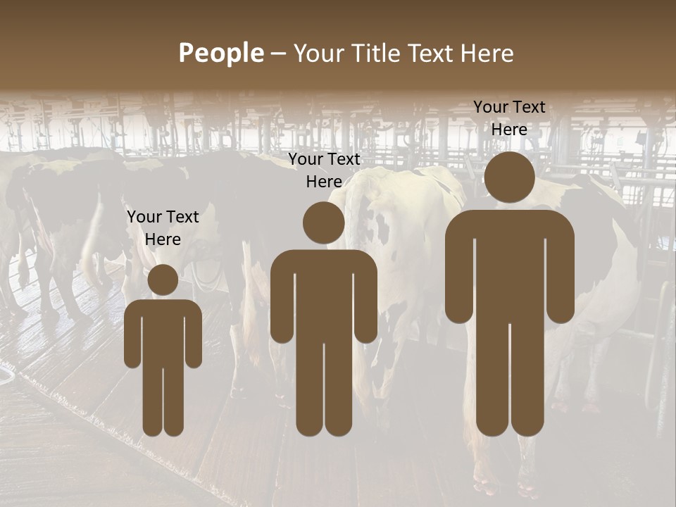 Cows In A Farm 1 PowerPoint Template