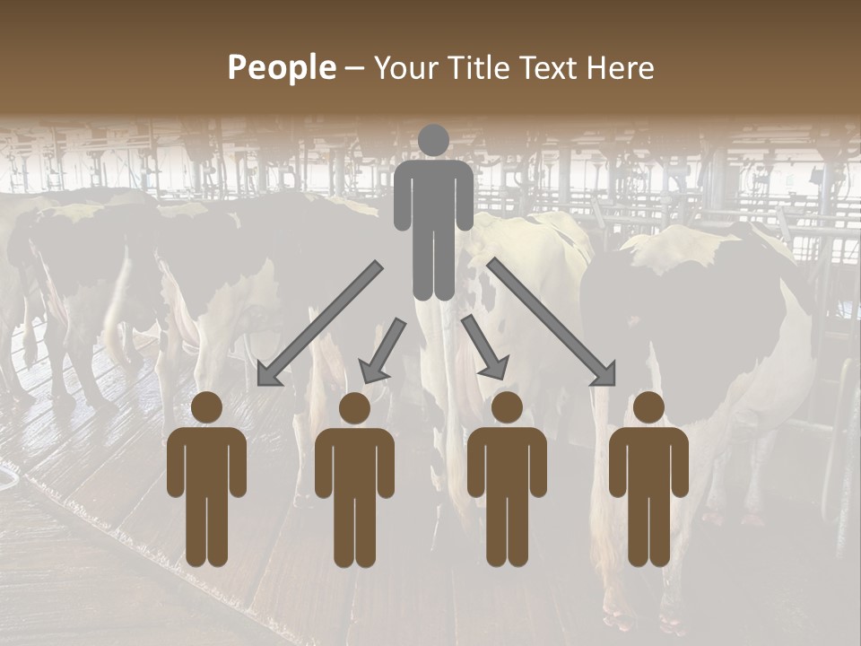 Cows In A Farm 1 PowerPoint Template