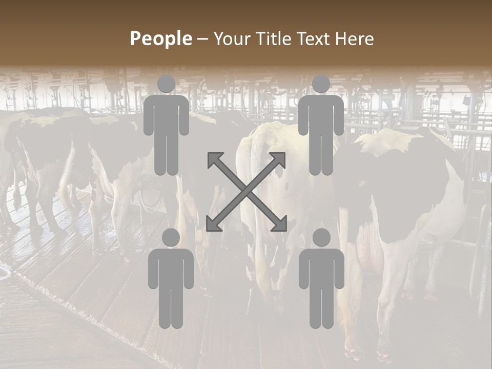 Cows In A Farm 1 PowerPoint Template