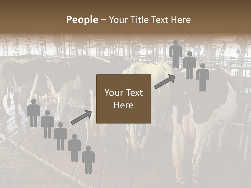 Cows In A Farm 1 PowerPoint Template