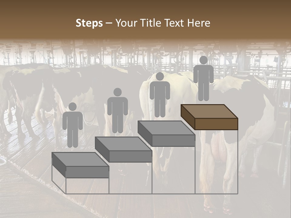 Cows In A Farm 1 PowerPoint Template