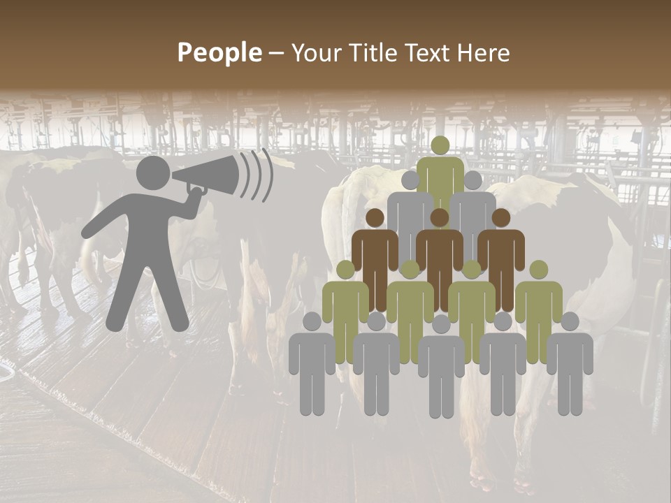 Cows In A Farm 1 PowerPoint Template