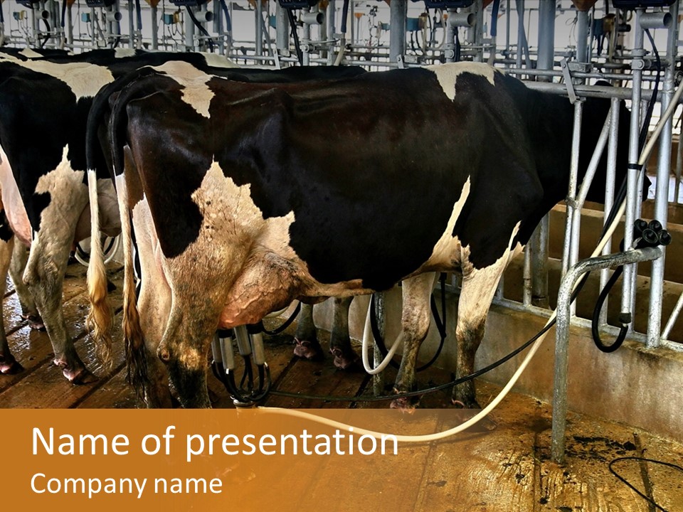 A Group Of Cows Standing Next To Each Other On A Wooden Floor PowerPoint Template