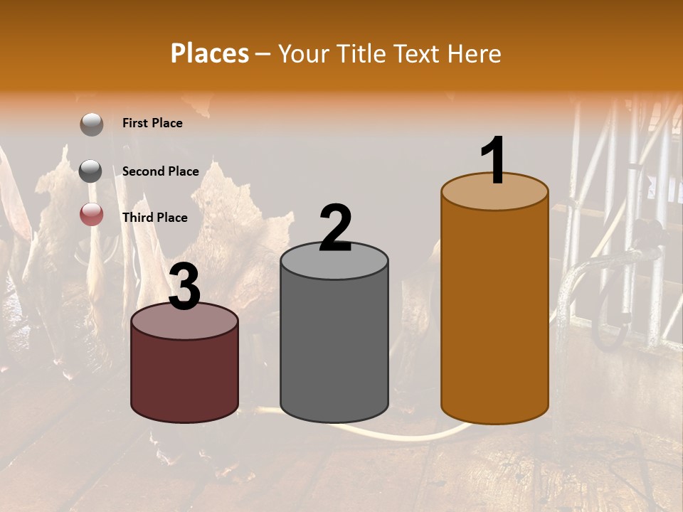 A Group Of Cows Standing Next To Each Other On A Wooden Floor PowerPoint Template