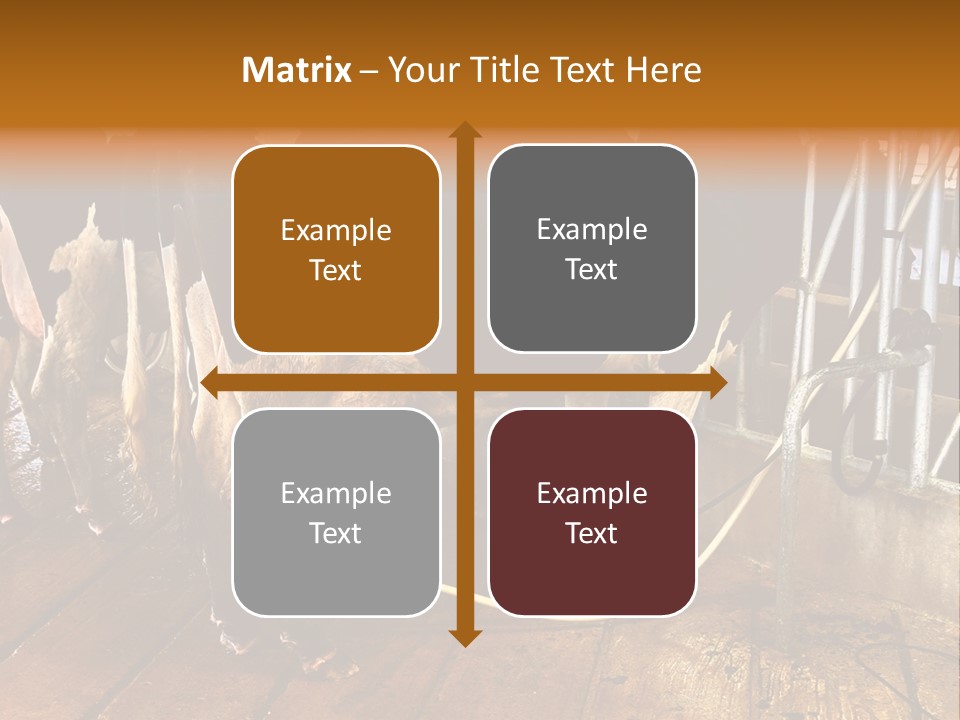 A Group Of Cows Standing Next To Each Other On A Wooden Floor PowerPoint Template