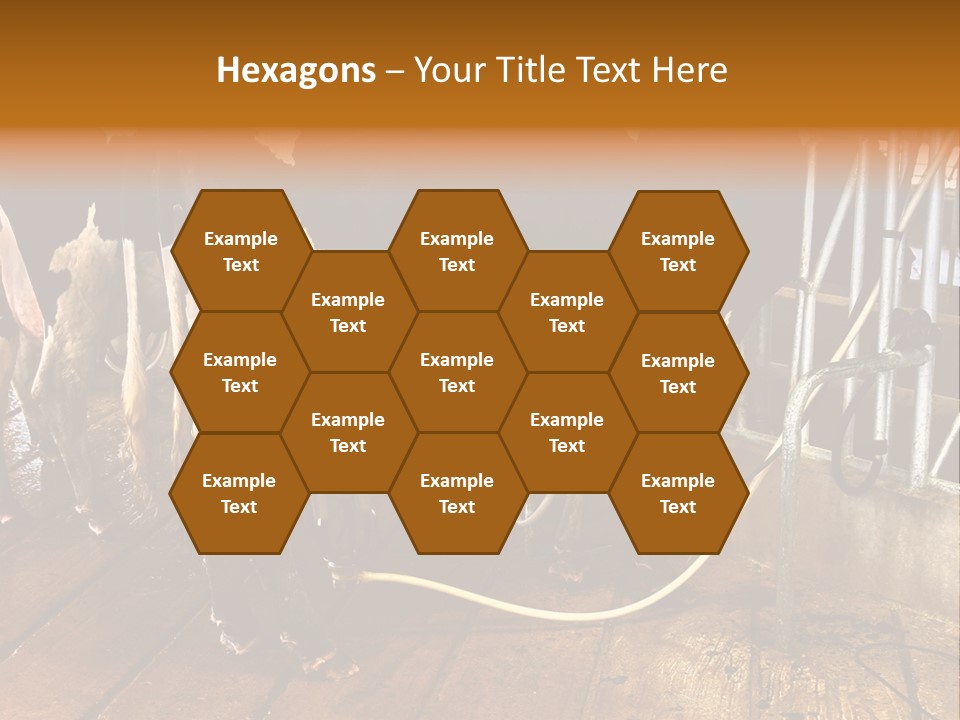 A Group Of Cows Standing Next To Each Other On A Wooden Floor PowerPoint Template