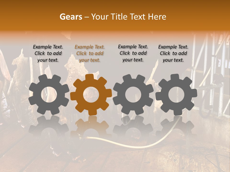 A Group Of Cows Standing Next To Each Other On A Wooden Floor PowerPoint Template