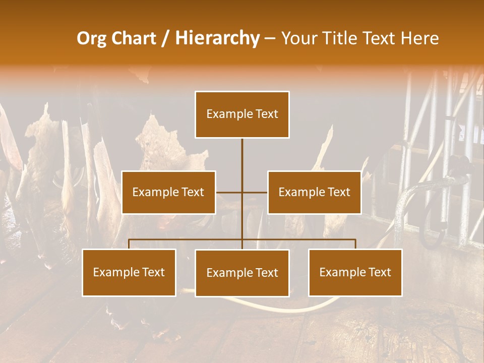A Group Of Cows Standing Next To Each Other On A Wooden Floor PowerPoint Template