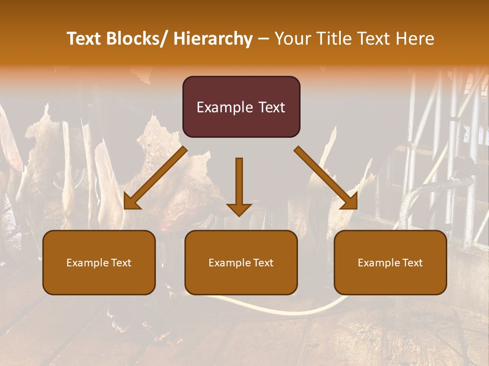 A Group Of Cows Standing Next To Each Other On A Wooden Floor PowerPoint Template
