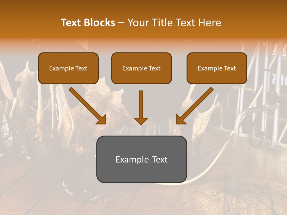 A Group Of Cows Standing Next To Each Other On A Wooden Floor PowerPoint Template