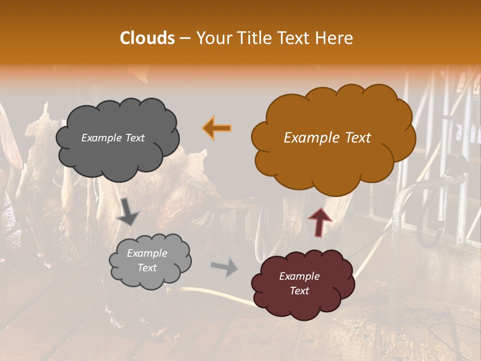 A Group Of Cows Standing Next To Each Other On A Wooden Floor PowerPoint Template