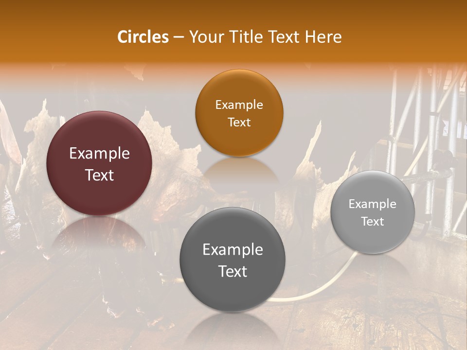 A Group Of Cows Standing Next To Each Other On A Wooden Floor PowerPoint Template