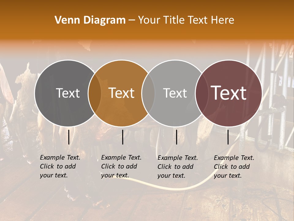 A Group Of Cows Standing Next To Each Other On A Wooden Floor PowerPoint Template