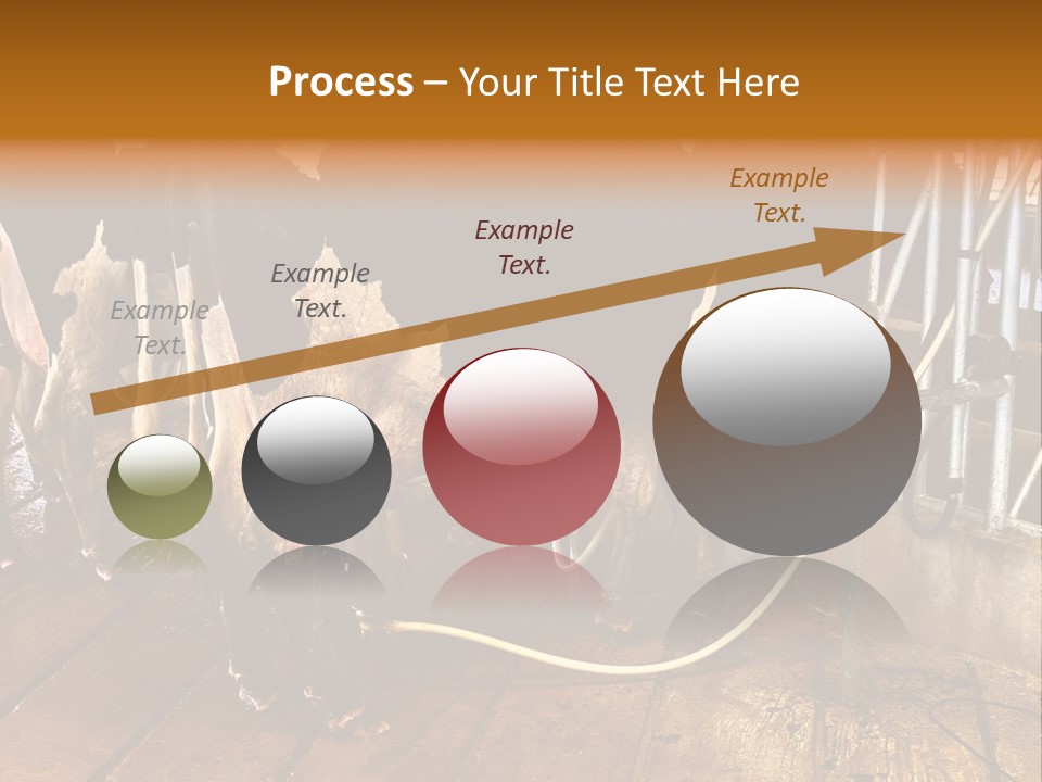 A Group Of Cows Standing Next To Each Other On A Wooden Floor PowerPoint Template