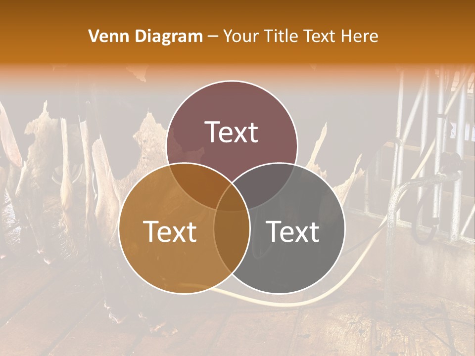 A Group Of Cows Standing Next To Each Other On A Wooden Floor PowerPoint Template