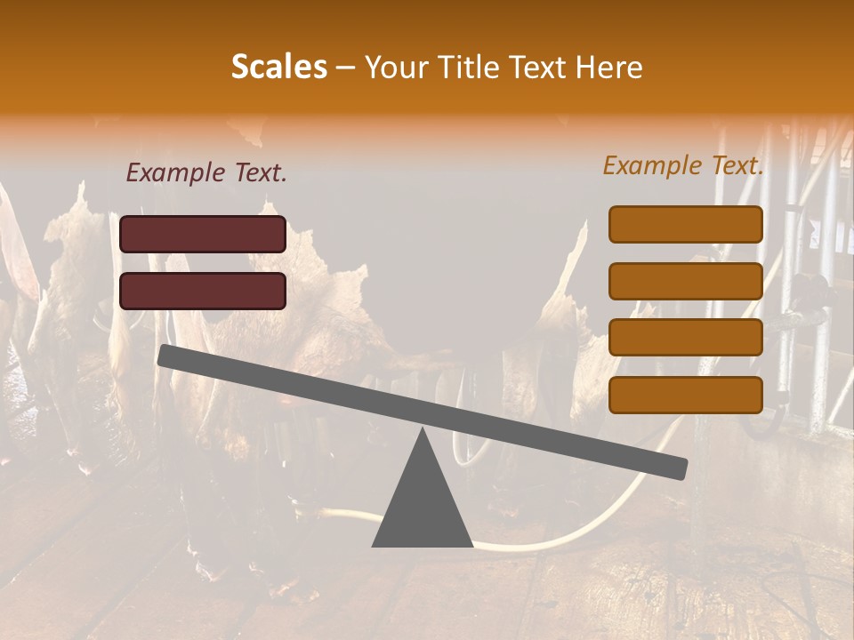 A Group Of Cows Standing Next To Each Other On A Wooden Floor PowerPoint Template