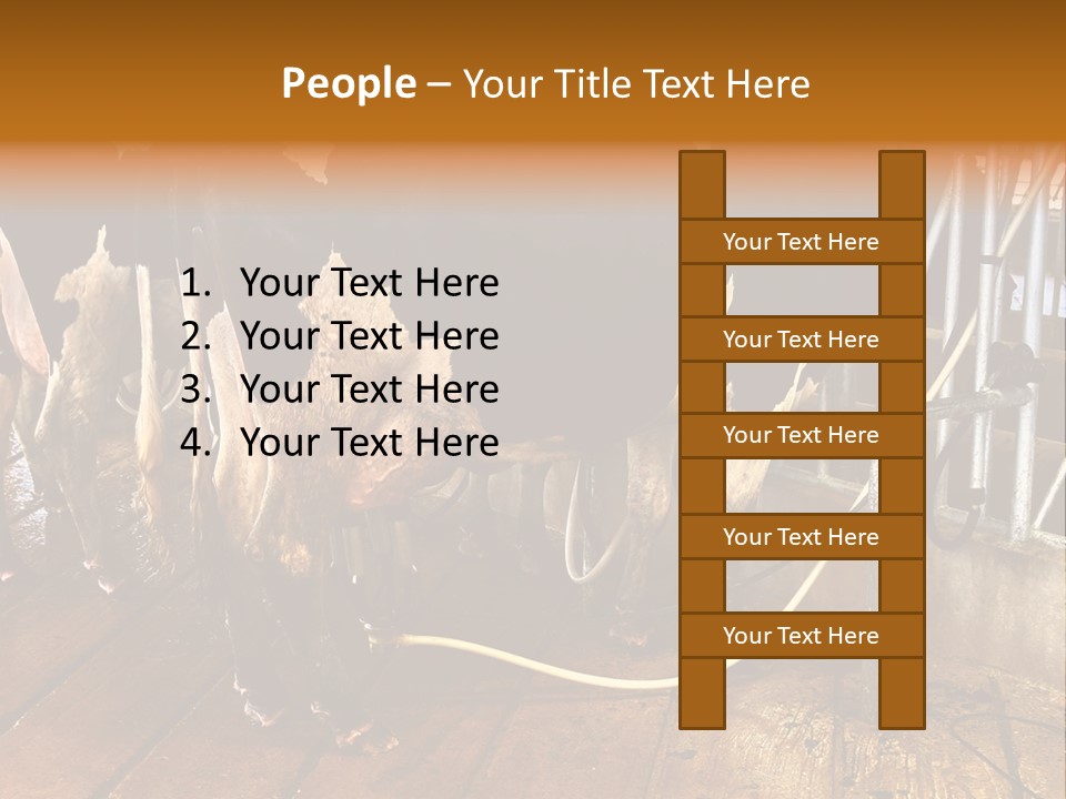 A Group Of Cows Standing Next To Each Other On A Wooden Floor PowerPoint Template