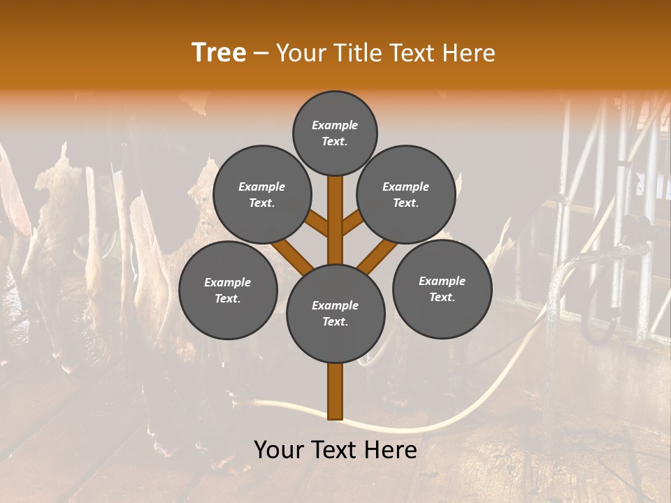 A Group Of Cows Standing Next To Each Other On A Wooden Floor PowerPoint Template